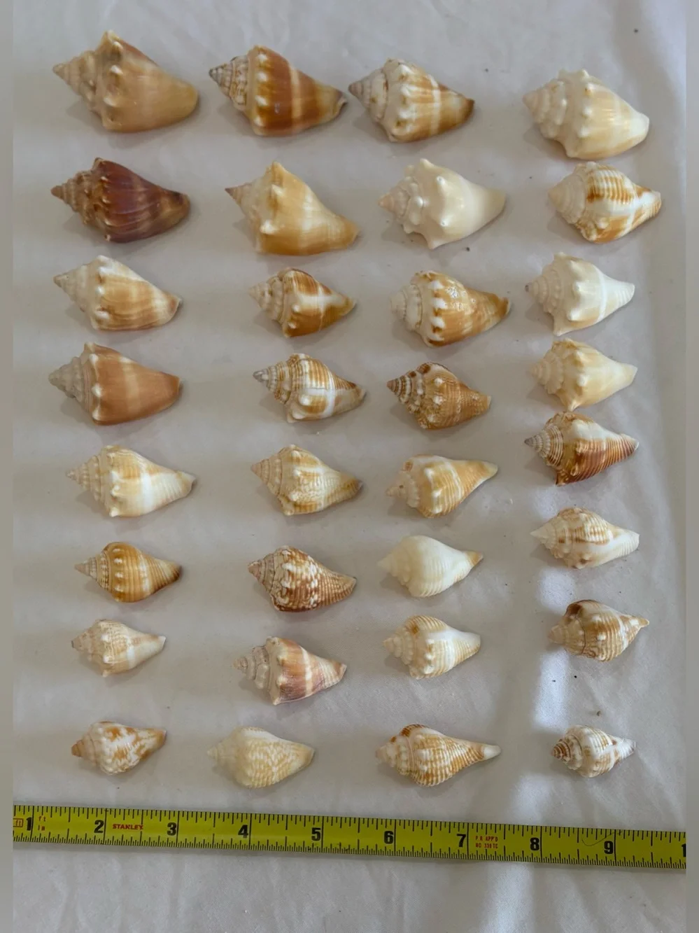 32- FLORIDA BEACH FIGHTING CONCH SHELL SMALLER SIZE JUVENILES CRAFT /COLLECTOR